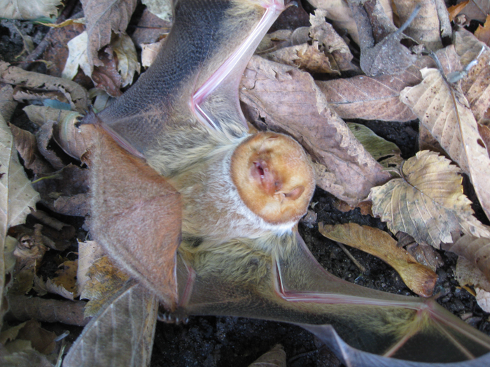 eastern red bat - vespertilio rosso orientale - Lasiurus borealis